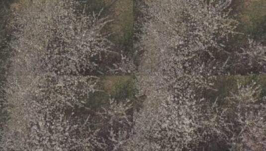 鸟瞰樱花树高清在线视频素材下载