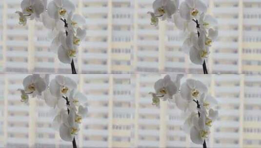 美丽的兰花挂在一座城市的窗台上。高清在线视频素材下载