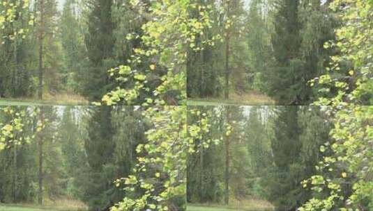 森林中随风飘荡的树枝高清在线视频素材下载