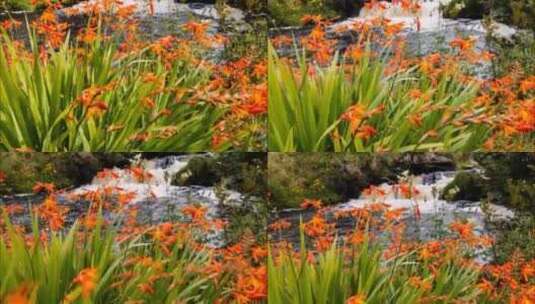 小溪边的花丛高清在线视频素材下载