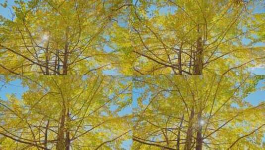 蓝天下金黄唯美的银杏树高清在线视频素材下载