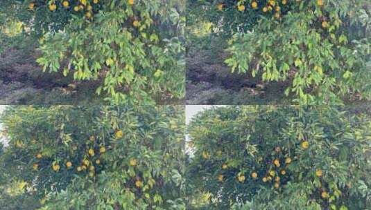 公园桔子树生长的桔子 4k高清在线视频素材下载
