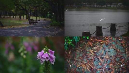 雨季景色高清在线视频素材下载