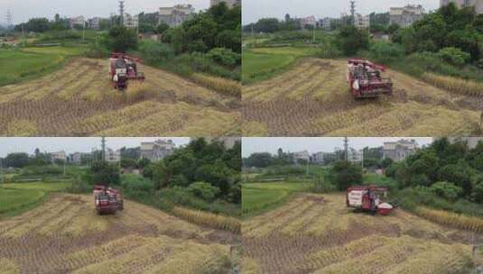 机械收割水稻航拍高清在线视频素材下载
