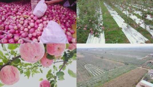 洛川苹果种植高清在线视频素材下载