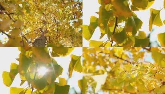 秋天的银杏树高清在线视频素材下载