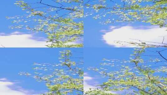 秋日 天空 树木高清在线视频素材下载