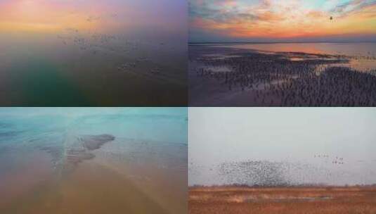 黄河湿地公园鸟类保护区冬季候鸟群飞高清在线视频素材下载
