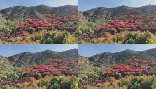 济南捎近村，秋天满山红叶成近郊游高清在线视频素材下载