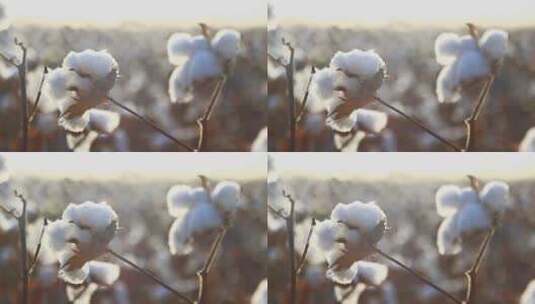棉花花朵特写画面高清在线视频素材下载