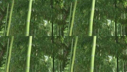 户外阳光绿树林 4k高清在线视频素材下载