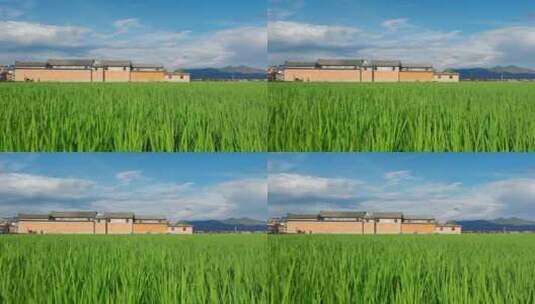 绿色稻田中的喜洲古镇网红墙高清在线视频素材下载