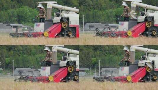 收割机收割小麦 白鹭飞翔高清在线视频素材下载