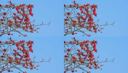 木棉花 春暖花开 广州市花高清在线视频素材下载