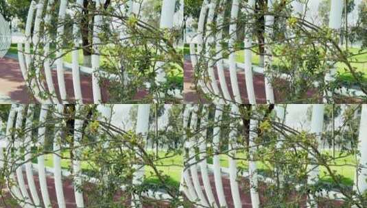 4k 植物园初春景象高清在线视频素材下载