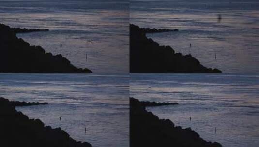 傍晚河边江边沿岸的飞鸟4k视频素材高清在线视频素材下载