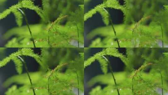 雨中的植物高清在线视频素材下载