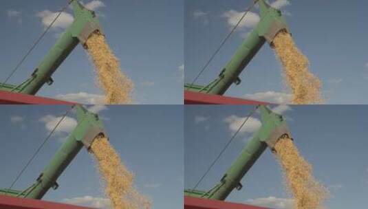 大豆种子收获高清在线视频素材下载