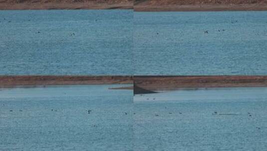 飞鸟在水面上降落慢动作高清在线视频素材下载