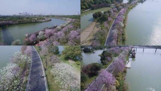 广州海珠国家湿地公园紫荆花海航拍集锦二高清在线视频素材下载