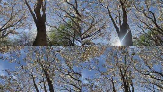 济南百花公园，玉兰花绽放压满枝头高清在线视频素材下载