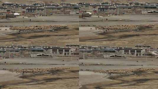 西藏牧区羊群放牧航拍高清在线视频素材下载