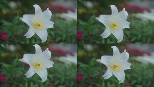 春天盛开的百合花高清在线视频素材下载