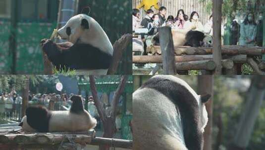 大熊猫 动物园 8262高清在线视频素材下载