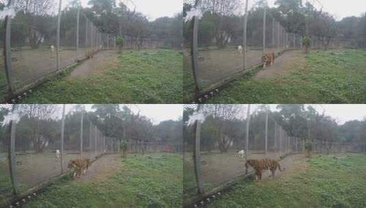 重庆动物园老虎高清在线视频素材下载