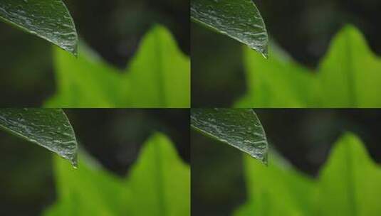 雨水惊蛰谷雨立春意境屋檐雨滴滴水中式高清在线视频素材下载