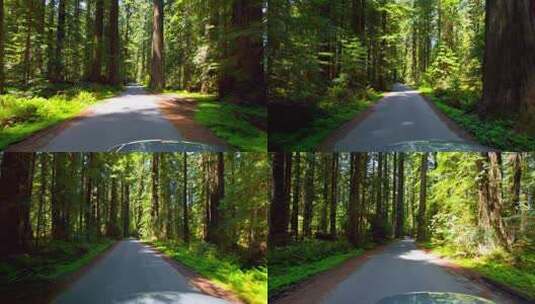车辆行驶在红衫林间的公路上高清在线视频素材下载