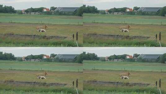 白天在大自然草地上放牧的苏格兰高地奶牛的宽镜头高清在线视频素材下载
