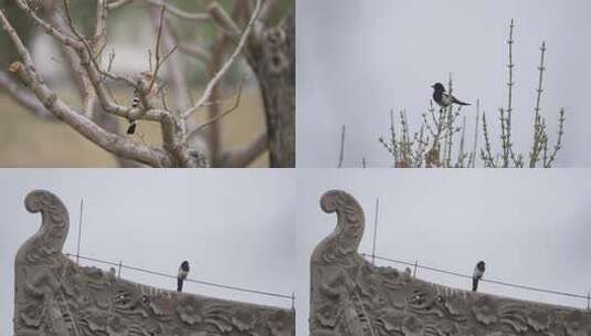雨后春天的喜鹊在屋顶高清在线视频素材下载