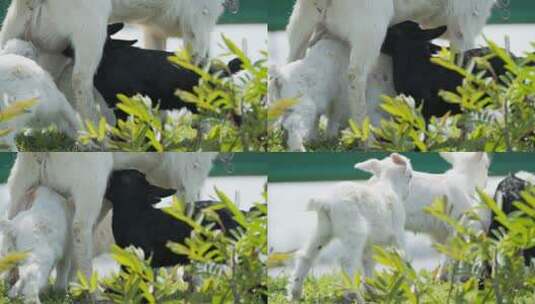 春天刚出生的小羊羔喝奶高清在线视频素材下载