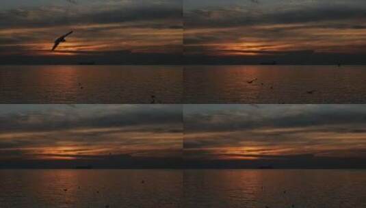 日落中海面上的鸟高清在线视频素材下载