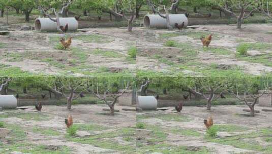 鸡鸭鹅在园林中放养散养绿色生态高清在线视频素材下载