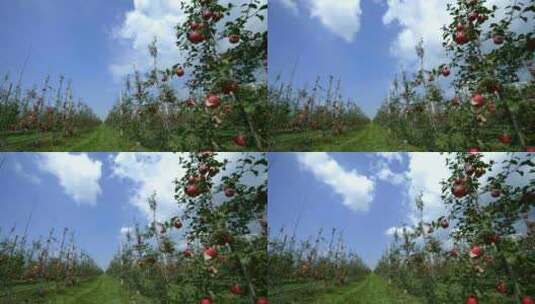 苹果园延时高清在线视频素材下载