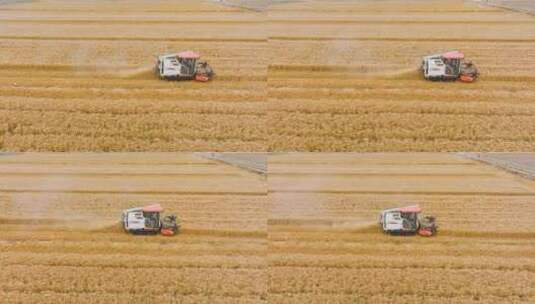 4K航拍丰收割小麦高清在线视频素材下载