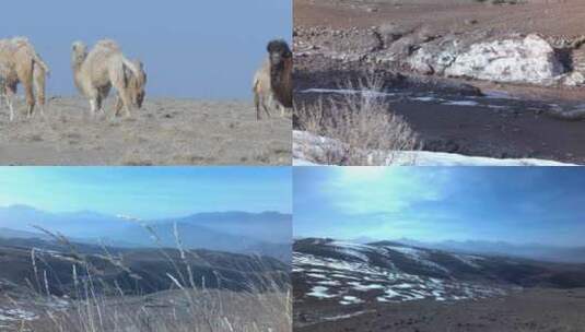 沙漠 骆驼 泥石河流 荒漠草原高清在线视频素材下载