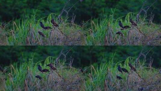 一群八哥站在树枝上 野生小鸟高清在线视频素材下载