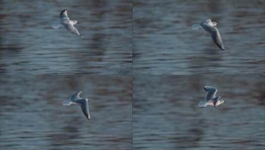 海鸥飞翔超慢动作水面上的海鸟飞翔高清在线视频素材下载