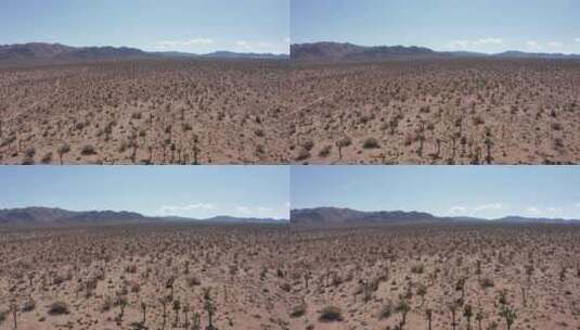 加利福尼亚州莫哈韦沙漠约书亚树田野上低空缓慢下降的空中拍摄。4高清在线视频素材下载