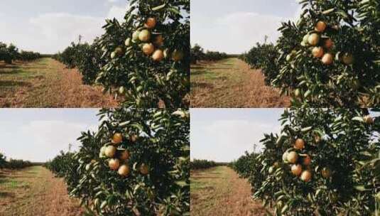 橙子果园高清在线视频素材下载