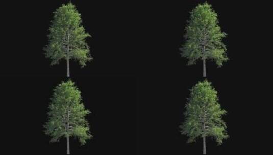 单独动态树高清在线视频素材下载