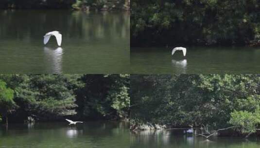 生态湿地里的白鹭，大白鹭高清在线视频素材下载