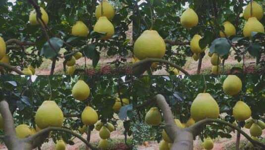 柚子沙田柚蜜柚广西容县水果柚子种植基地高清在线视频素材下载