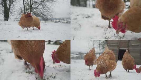 冬季雪地上觅食的鸡高清在线视频素材下载