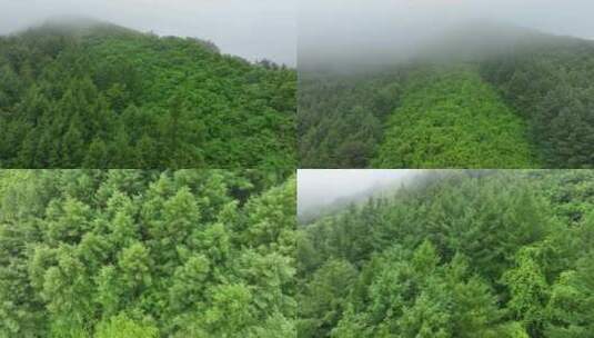 4K森林风景雾气树木绿色生态高清在线视频素材下载