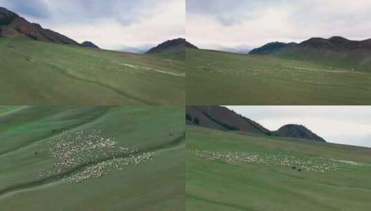 新疆草原牛群羊群马群航拍大自然动物放牧高清在线视频素材下载