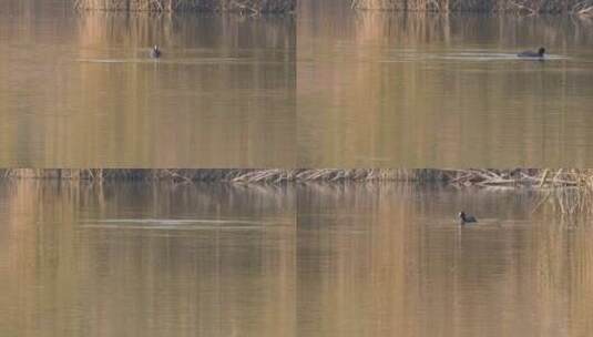 湿地公园湿地景区生态保护秋景野鸭捉鱼高清在线视频素材下载